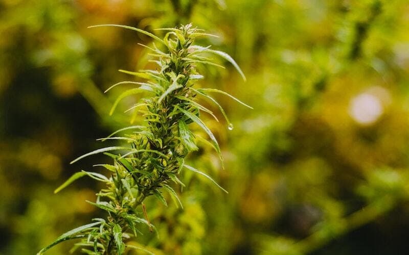Cannabis Shop Madrid – Premium Selections from Clubs Cannabis Madrid