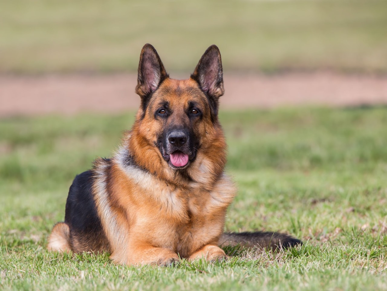 Effective Security Dog Services Leicester for High-Risk Areas